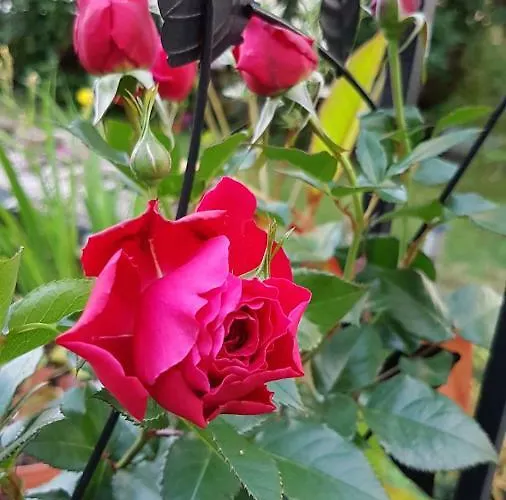 Appartement Nelkenberg 3 *